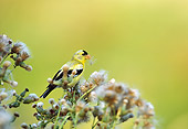 BRD 13 TL0061 01
American Goldfinch Feeding On Thistle