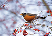 BRD 13 TL0062 01
American Robin Eating Red Berries In Tree In Winter
