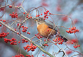 BRD 13 TL0063 01
American Robin Eating Red Berries In Tree In Winter