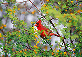 BRD 13 TL0065 01
Male Northern Cardinal Sitting In Flowering Tree