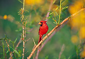 BRD 13 TL0066 01
Male Northern Cardinal Perching On Branch