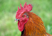 BRD 14 GL0001 01
Head Shot Of Rooster