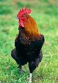 BRD 14 GL0002 01
Portrait Of Marans Rooster Walking On Grass