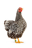 BRD 14 JE0001 01
Silver-Laced Wyandotte Hen Standing On White Seamless