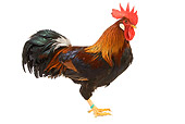 BRD 14 JE0002 01
Light Brown Leghorn Rooster Standing On White Seamless