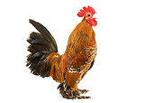 BRD 14 JE0003 01
Millefleur Booted Bantam Rooster Standing On White Seamless Crowing