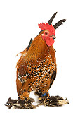 BRD 14 JE0004 01
Millefleur Booted Bantam Rooster Standing On White Seamless