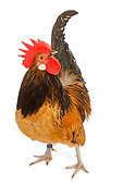 BRD 14 JE0005 01
Bassette Bantam Rooster Standing On White Seamless