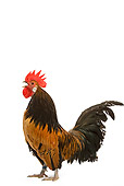BRD 14 JE0006 01
Bassette Bantam Rooster Standing On White Seamless Crowing