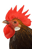 BRD 14 JE0007 01
Head Shot Of Bassette Bantam Rooster On White Seamless