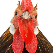 BRD 14 JE0008 01
Head Shot Of Bassette Bantam Rooster On White Seamless