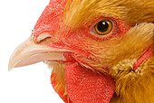 BRD 14 JE0009 01
Head Shot Of Buff Orpington Hen On White Seamless