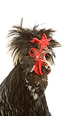 BRD 14 JE0010 01
Head Shot Of Mottled Houdan Rooster Crowing On White Seamless