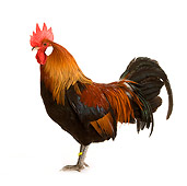 BRD 14 JE0012 01
Rooster Standing On White Seamless Profile