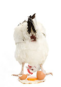 BRD 14 JE0015 01
Sussex Hen Looking At Fried Egg On White Seamless