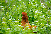 BRD 14 JE0017 01
Hen Standing Among Tall Plants