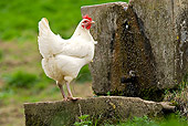 BRD 14 JE0018 01
White Hen Standing On Concrete On Farm
