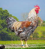 BRD 14 JE0019 01
Bielefelder Rooster Standing On Grass At Farm