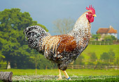 BRD 14 JE0020 01
Bielefelder Rooster Standing On Grass At Farm