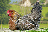BRD 14 JE0021 01
Bielefelder Hen Laying On Grass At Farm