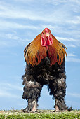 BRD 14 JE0022 01
Portrait Of Gold Partridge Brahma Standing On Grass