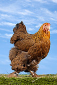 BRD 14 JE0023 01
Portrait Of Gold Partridge Brahma Hen Standing On Grass