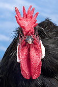 BRD 14 JE0024 01
Portrait Of Caumont Rooster Against Blue Sky
