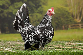 BRD 14 JE0025 01
Mottled Japanese Bantam Hen Sitting On Grass