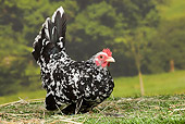 BRD 14 JE0026 01
Mottled Japanese Bantam Hen Sitting On Grass