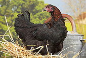 BRD 14 JE0028 01
Black And Copper Marans Chicken Sitting On Hay By Watering Can