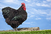BRD 14 JE0029 01
Black Orpington Rooster Standing On Grass