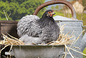 BRD 14 JE0030 01
Beijing Blue Hen Sitting In Hay By Watering Can
