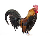 BRD 14 JE0031 01
Golden Pictave Rooster Standing On White Seamless