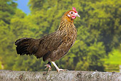 BRD 14 JE0032 01
Golden Pictave Hen Walking Along Log