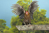 BRD 14 JE0033 01
Golden Pictave Hen Spreading Wings On Log