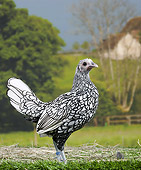 BRD 14 JE0034 01
Portrait Of Young Sebright Hen Standing On Grass