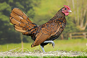 BRD 14 JE0035 01
Gold Sebright Rooster Walking On Grass And Hay