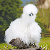 BRD 14 JE0037 01
White Bearded Silkie Hen Standing On Log