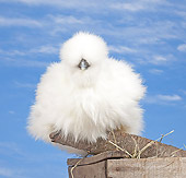 BRD 14 JE0038 01
White Bearded Silkie Hen Standing On Perch Against Blue Sky