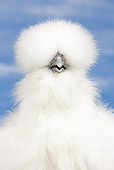 BRD 14 JE0039 01
Portrait Of White Bearded Silkie Hen Against Blue Sky