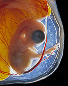BRD 14 JE0041 01
Rock Cornish Game Hen Embryo