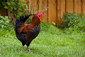 BRD 14 KH0008 01
Black-Copper Rooster Standing On Grass In France Profile