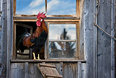 BRD 14 KH0010 01
Italian Rooster Standing At Barn Window