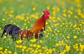 BRD 14 KH0011 01
Gallic Rooster Crowing In Tall Grass And Buttercups
