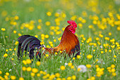 BRD 14 KH0012 01
Gallic Rooster Standing In Tall Grass And Buttercups