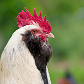 BRD 14 KH0018 01
Head Shot Of Faverolles Rooster Normandy