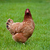 BRD 14 KH0020 01
Brown Hen Standing In Grass Normandy