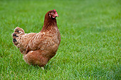 BRD 14 KH0021 01
Brown Hen Standing In Grass Normandy