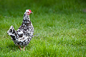 BRD 14 KH0022 01
Gournay Chicken Standing In Grass Normandy