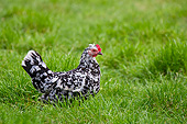 BRD 14 KH0023 01
Gournay Chicken Standing In Grass Normandy